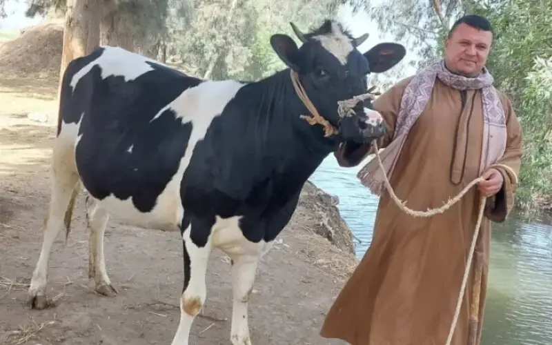 اسعار الأضحية في السوق المصري .. سعر كيلو البقر اليوم في اسواق العجول للاضاحي